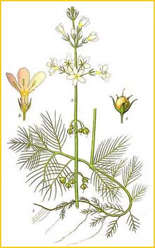   ( Hottonia palustris ) Bilder ur Nordens Flora (1901-1905) by Carl Lindman