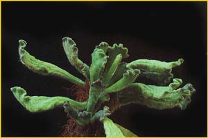   ( Adromischus cristatus )