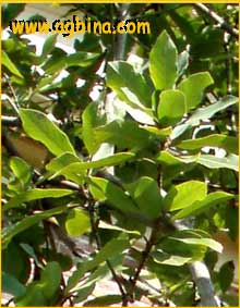    ( Apollonias canariensis )