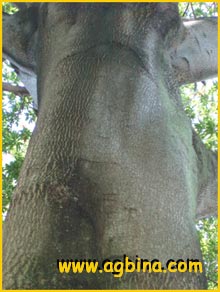   ( Elaeocarpus pesicaefolius)