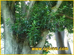    ( Elaeodendron orientale )