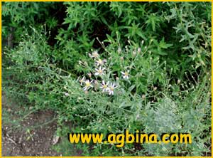    ( Aster sedifolius ssp.canus)