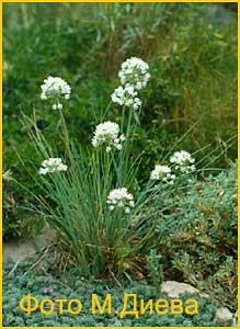   (Allium albidum)