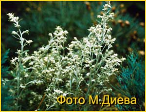   (Artemisia stelleriana)