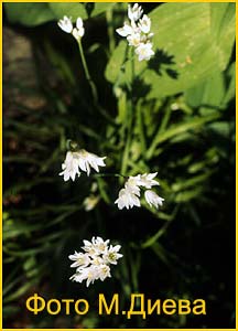   (Allium zebdanense)