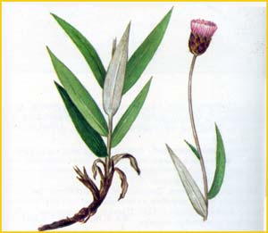   ( Amphoricarpus elegans )    