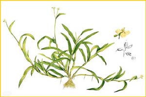   ( Aneilema nudiflora ) Flora de Filipinas 1880-1883 by Francisco Manuel Blanco 