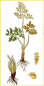   ( Botrychium matricariifolium / ramosum ) Bilder ur Nordens Flora (1926) by Carl Lindman 
