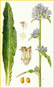   ( Campanula cervicaria ) Bilder ur Nordens Flora (1926) by Carl Lindman 