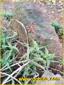   ( Aloe ciliaris )