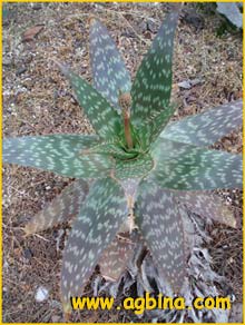   ( Aloe saponaria /disticha / latifolia / umbellata )